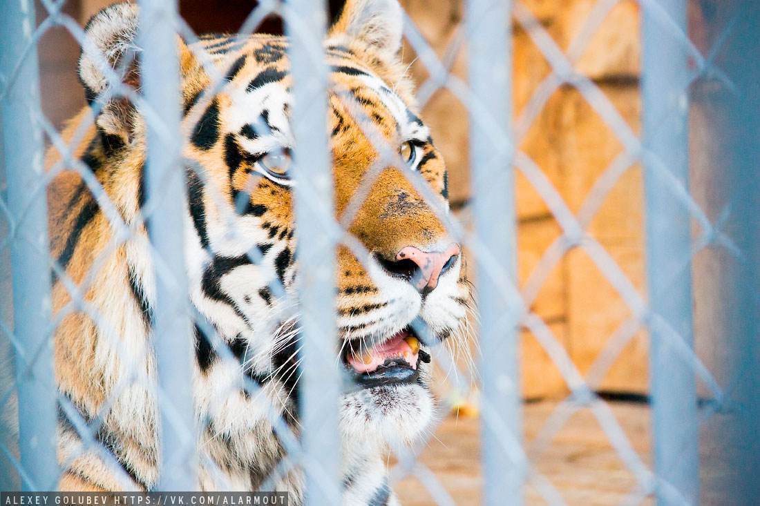 В Могилевском зоосаде новосел — бенгальский тигренок. А что случилось с тигром Артемом?
