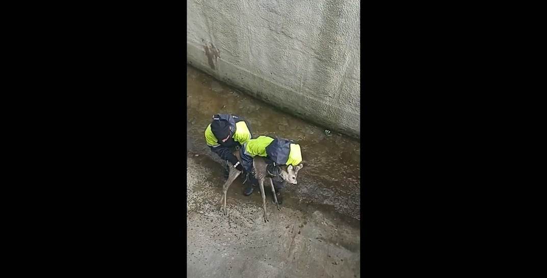 В Пинске спасли косулю, которая упала в резервуар очистных сооружений