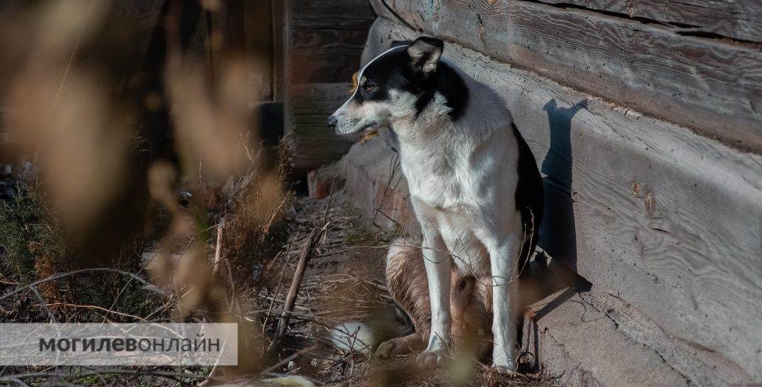 В ЖКХ рассказали, кто в Беларуси освобожден от налога на собаку