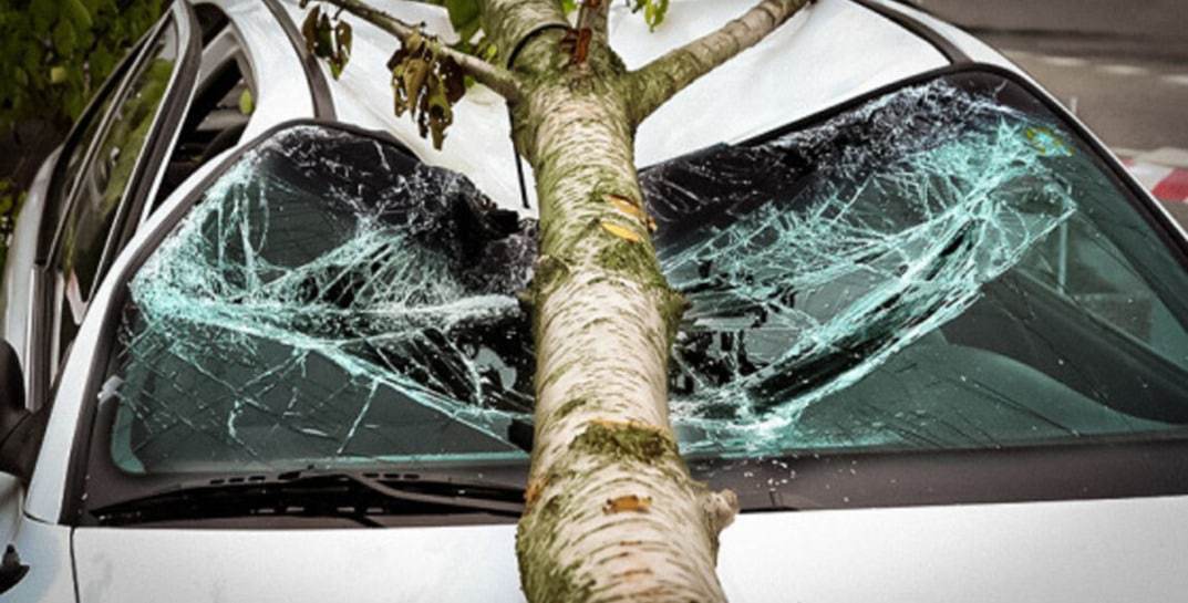 В Бобруйске упавшее из-за непогоды дерево повредило пять легковушек
