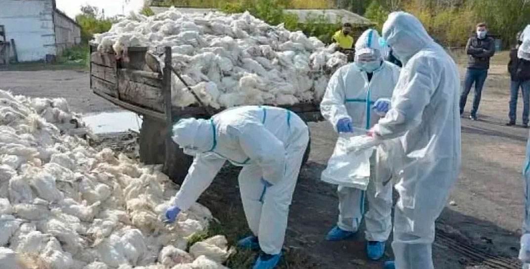 ВОЗ заявила о риске возможной пандемии из-за птичьего гриппа