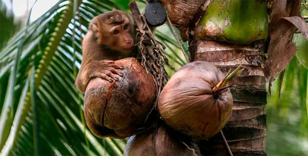 Таиланд годами обвиняют в использовании принудительного труда обезьян для сбора кокосов. Животных бьют, держат на цепях и в грязи