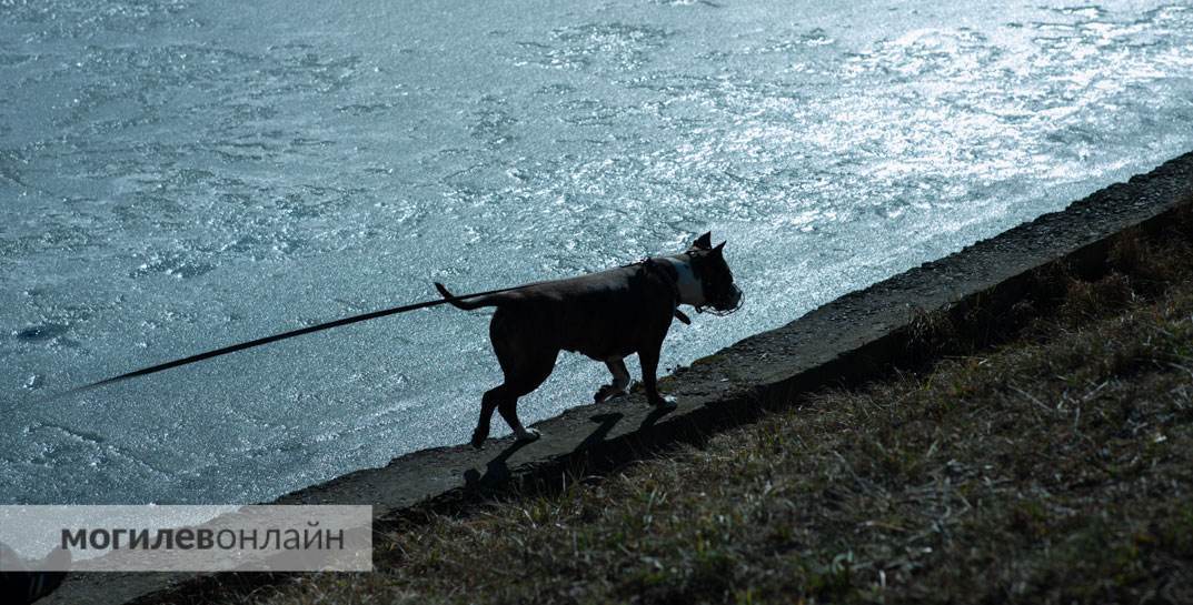 Житель Кобрина зарезал знакомую, закрыл тело в квартире и… несколько дней приходил, чтобы выгулять собаку убитой
