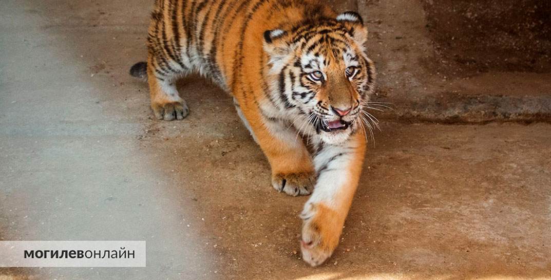 В Могилевском зоосаде новоселы — бенгальский тигренок и пума . А что случилось с тигром Артемом?