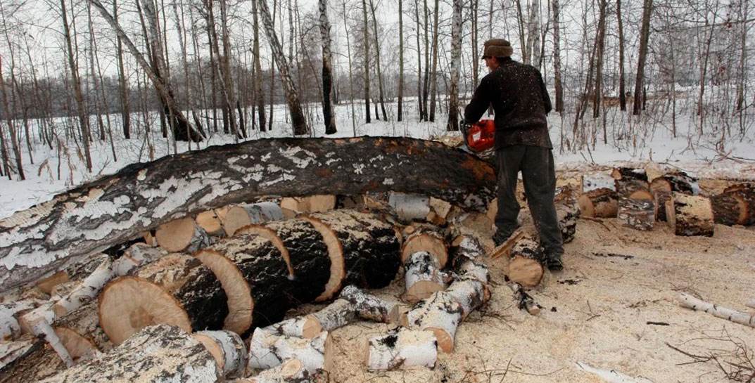 Незаконная добыча древесины закончилась трагедией: в Минском районе мужчину насмерть придавило сосной