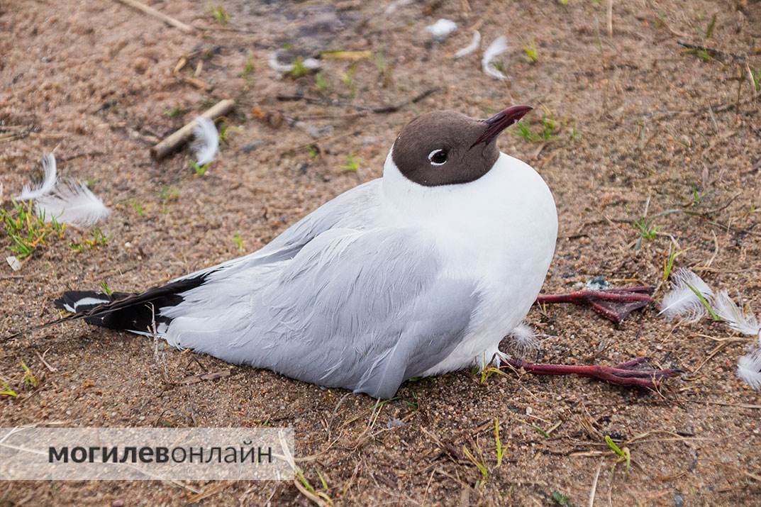 Чайки на Святом озере в Могилеве