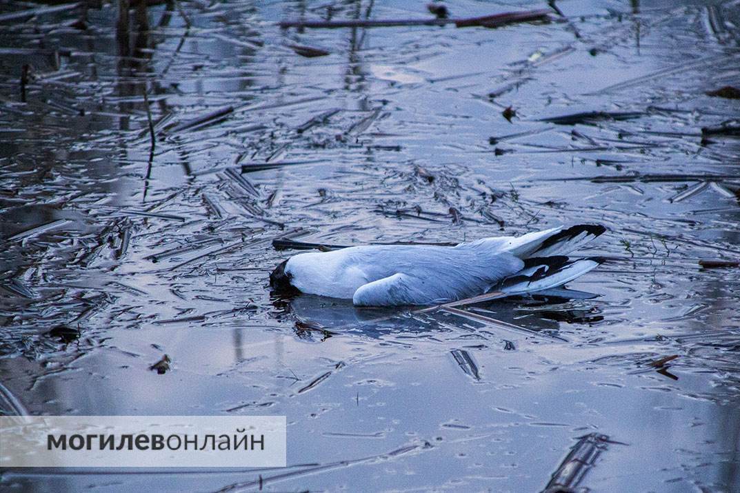 На Святом озере в Могилеве гибнут чайки