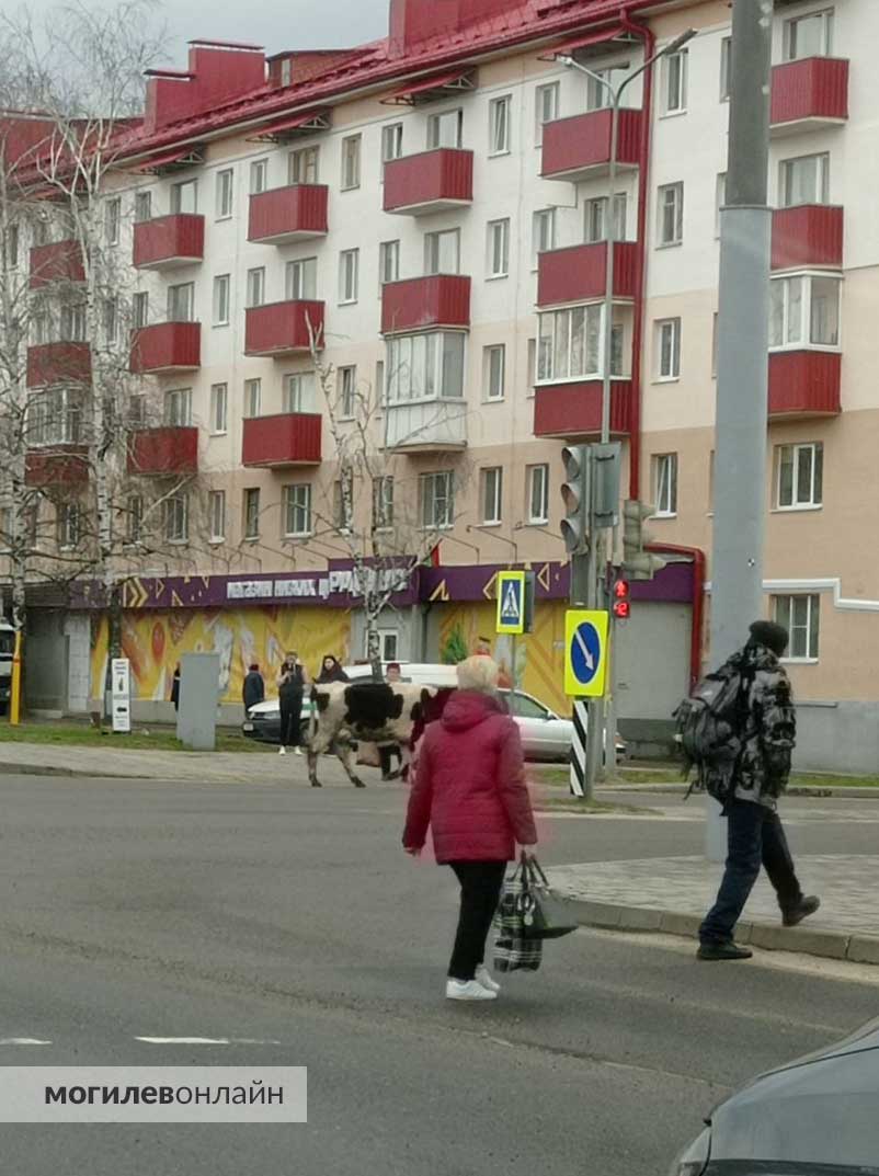 Корова на Витебском проспекте в Могилеве