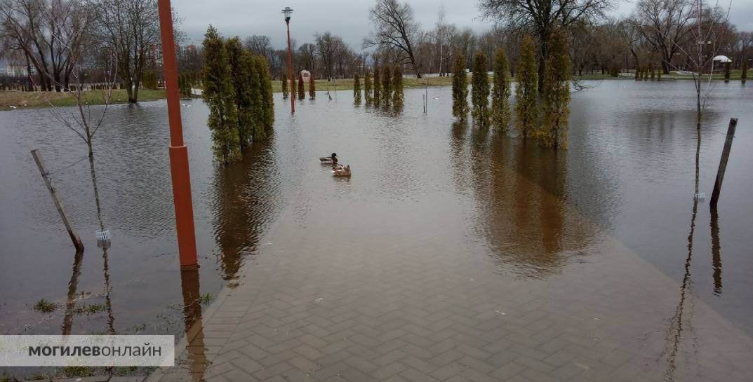 В Могилеве паводком затопило парк Подниколье