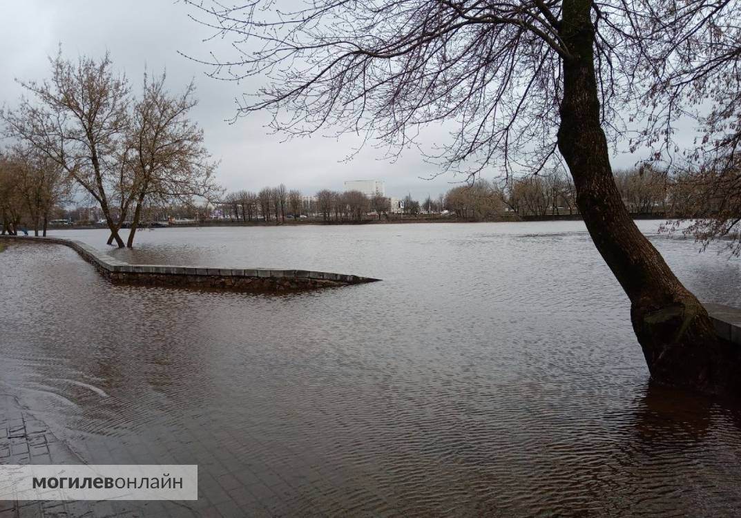 Уровень воды в днепре могилев сегодня. Разлив Днепра в Могилеве Подниколье 2023. Лесопарк наводнение. Затопило лесопарк. Лесопарк затопило 2023.