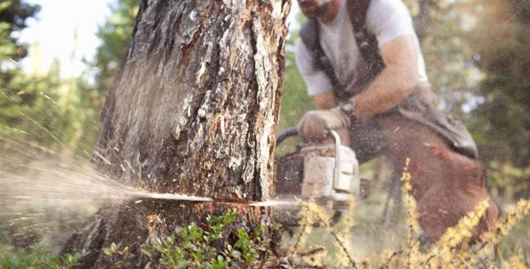 Предпринимательница незаконно вырубила деревья в Кличевском районе — вред окружающей среде оценили в 6 тысяч рублей