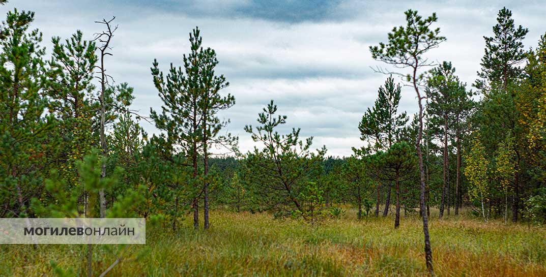 В Могилевском и Шкловском районах ввели первые в стране запреты на посещение лесов