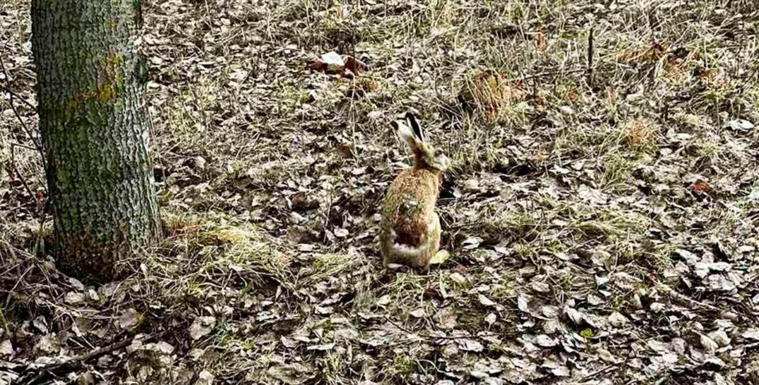 Молодеченец отбил у ворон зайца и 40 минут и «уговаривал» поехать на лечение