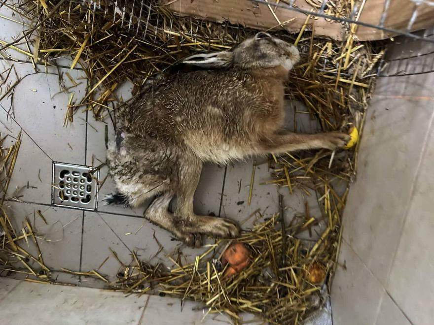 Молодеченец отбил у ворон зайца и 40 минут и «уговаривал» поехать на лечение