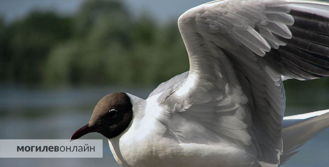 На Святом озере в Могилеве массово умирают чайки. Картина неприятная