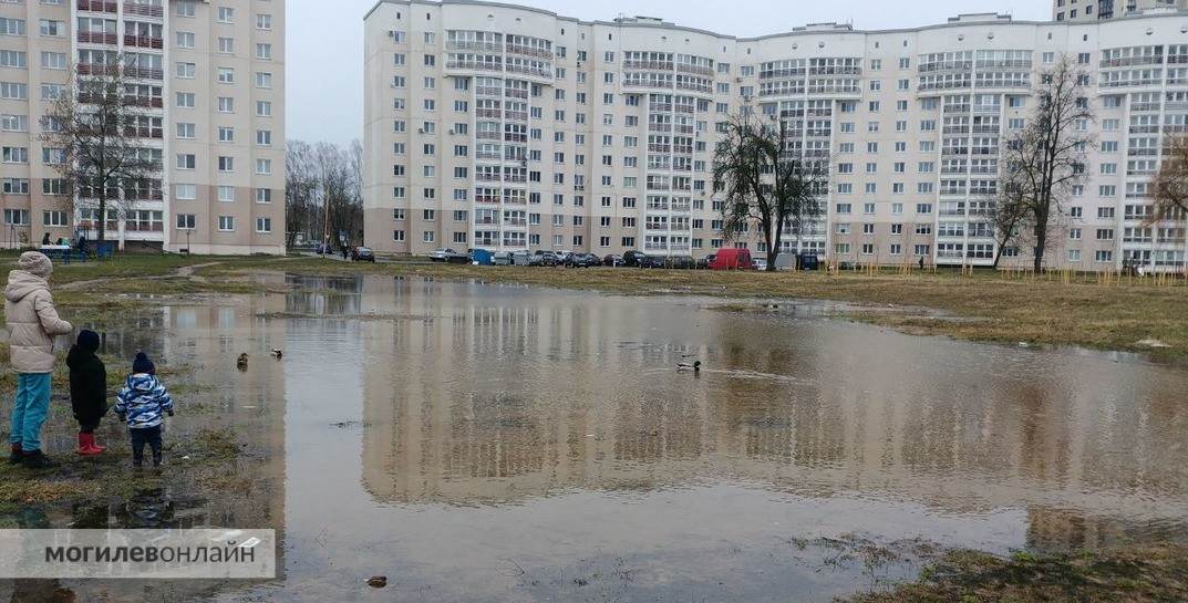 На лужах микрорайона Спутник в Могилеве завелись… утки