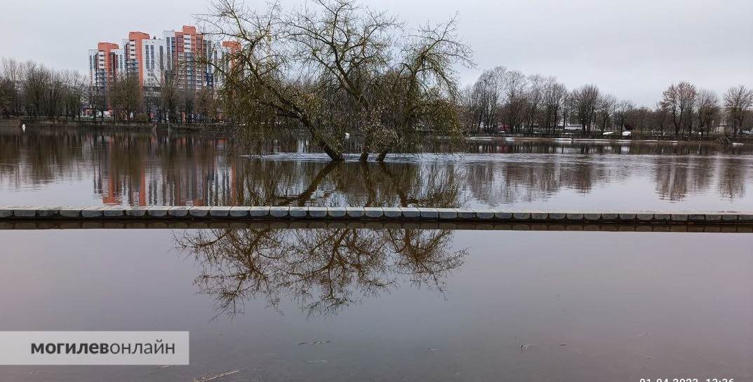 Посмотрите, как разлился Днепр в Могилеве