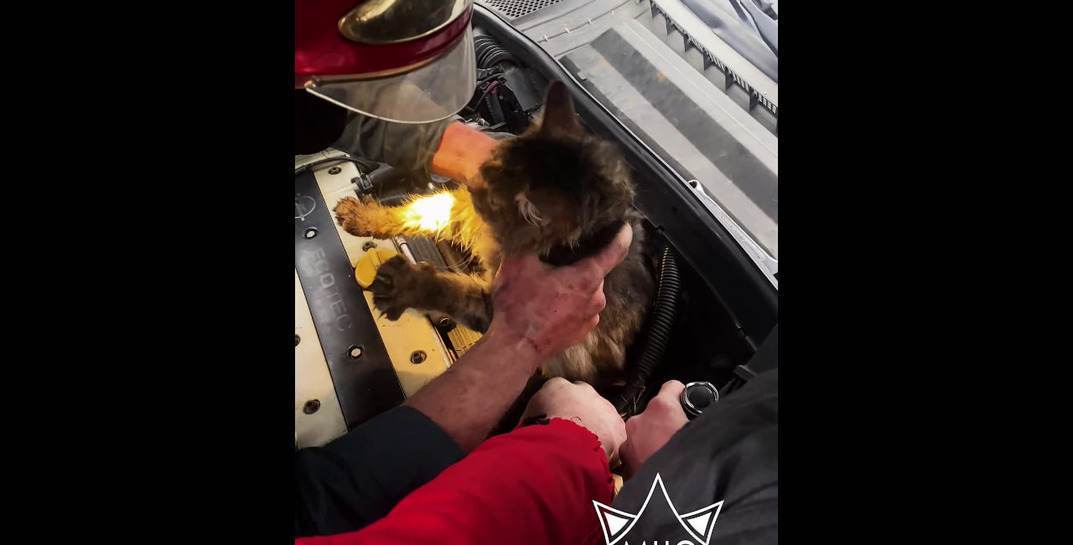 В Скиделе МЧС спасли кота, который больше суток не мог выбраться из-под капота машины, и сняли милое видео