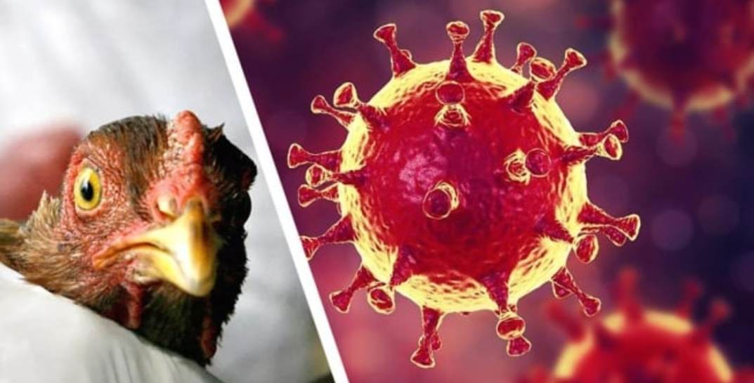 Птичий грипп H5N1 может превзойти COVID-19 и стать причиной новой смертоносной пандемии