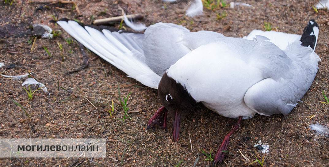 На Святое озеро, где массово гибнут чайки, выехали ветеринары совместно с сотрудниками комитета природных ресурсов