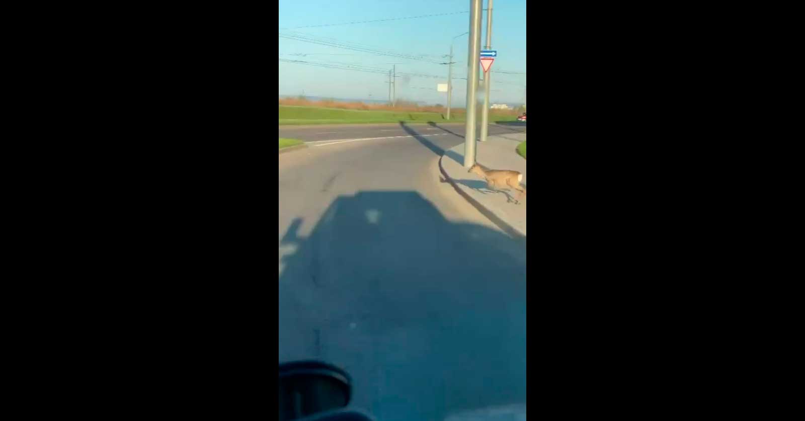 «Опа!» — посмотрите видео, как в Гродно косуля ловко лавирует между машинами