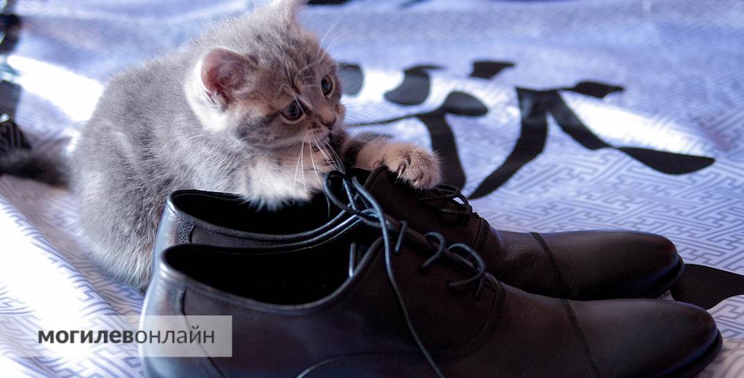 Благотворительный концерт в помощь бездомным животным пройдет в Могилеве 30 апреля