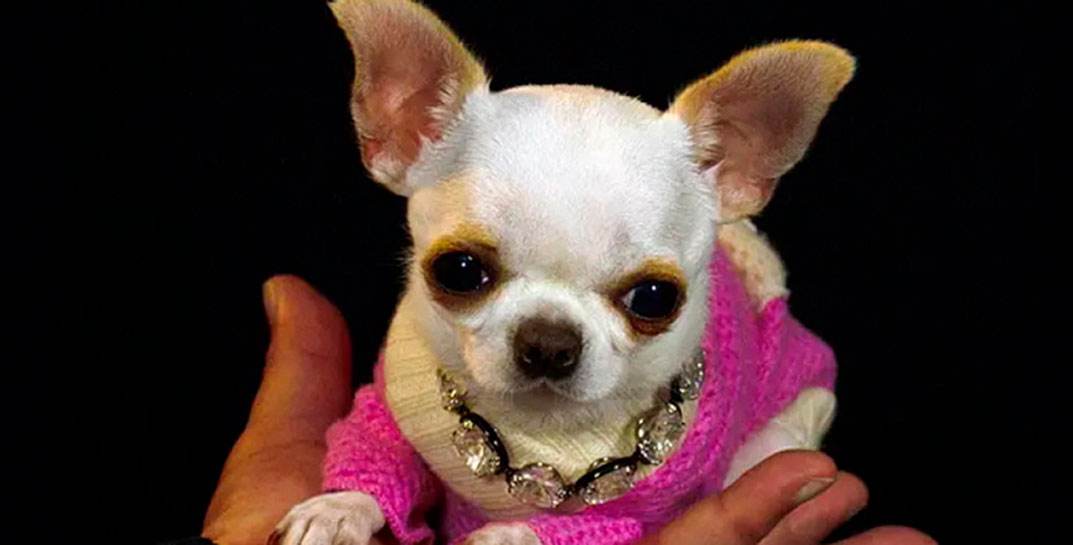 Самая маленькая собачка в мире — чихуа-хуа из Флориды ростом всего 9 сантиметров попала в Книгу рекордов Гиннесса