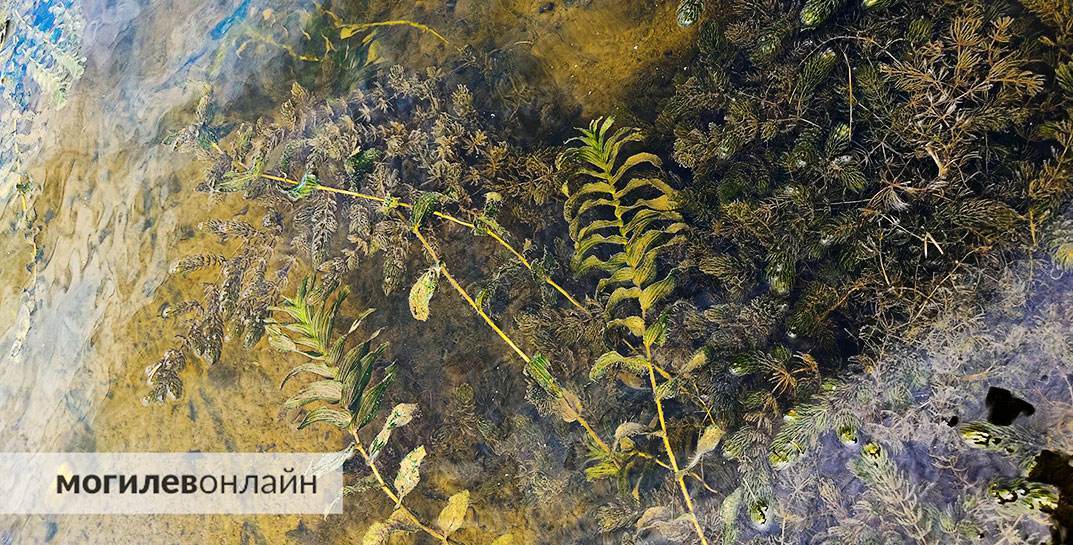 В Могилеве в Днепре утонул пенсионер