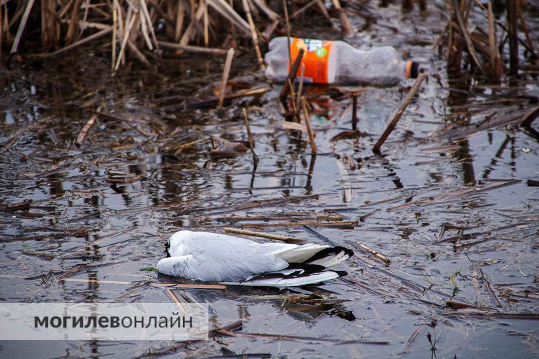 Чайки на Святом озере продолжают умирать. Мы побывали на месте массовой гибели пернатых и ужаснулись
