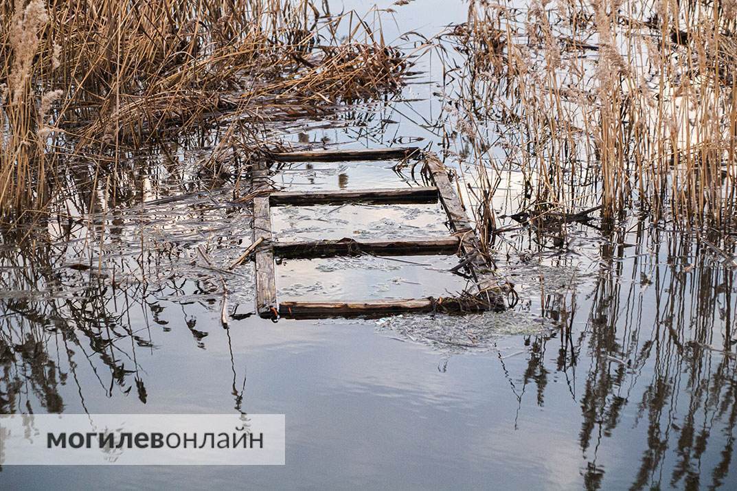Чайки на Святом озере продолжают умирать. Мы побывали на месте массовой гибели пернатых и ужаснулись