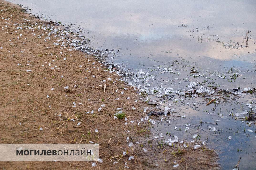 Чайки на Святом озере продолжают умирать. Мы побывали на месте массовой гибели пернатых и ужаснулись