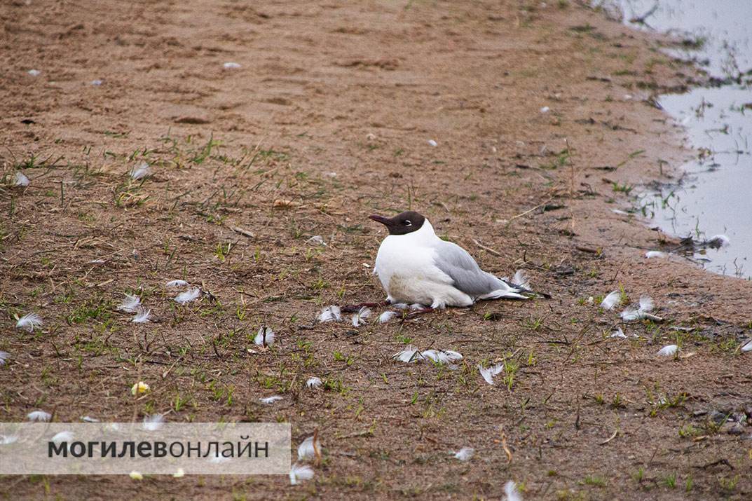 Чайки на Святом озере продолжают умирать. Мы побывали на месте массовой гибели пернатых и ужаснулись