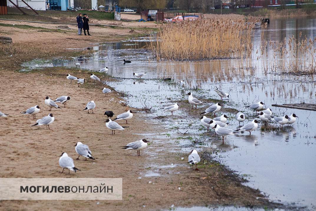 Чайки на Святом озере продолжают умирать. Мы побывали на месте массовой гибели пернатых и ужаснулись