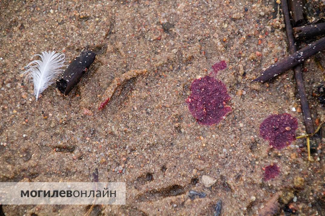 Чайки на Святом озере продолжают умирать. Мы побывали на месте массовой гибели пернатых и ужаснулись