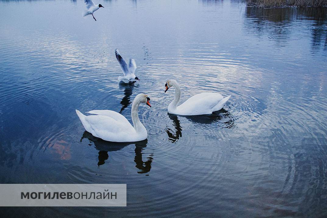 Чайки на Святом озере продолжают умирать. Мы побывали на месте массовой гибели пернатых и ужаснулись