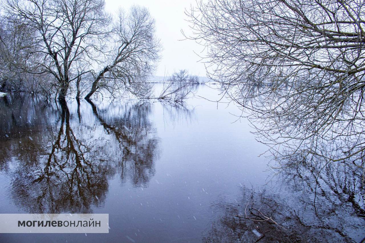 Разлив рек на Могилевщине не перестает удивлять — посмотрите на море в Дашковке