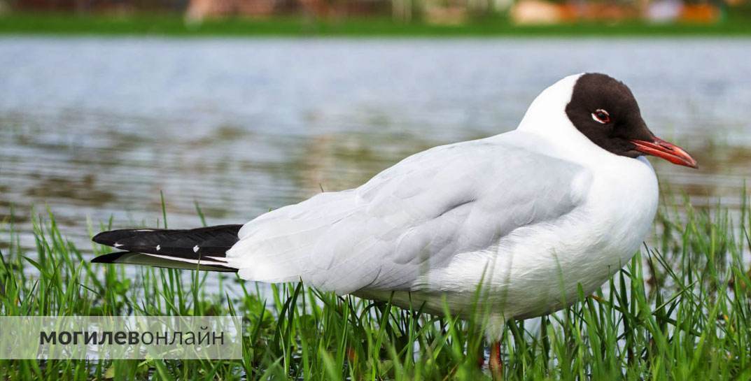 В парке Подниколье чайки проявляют те же признаки болезни, что и на Святом озере