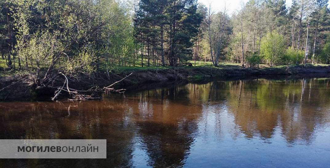 Паводок отступает — вот так выглядит сейчас Друть в районе деревни Городище
