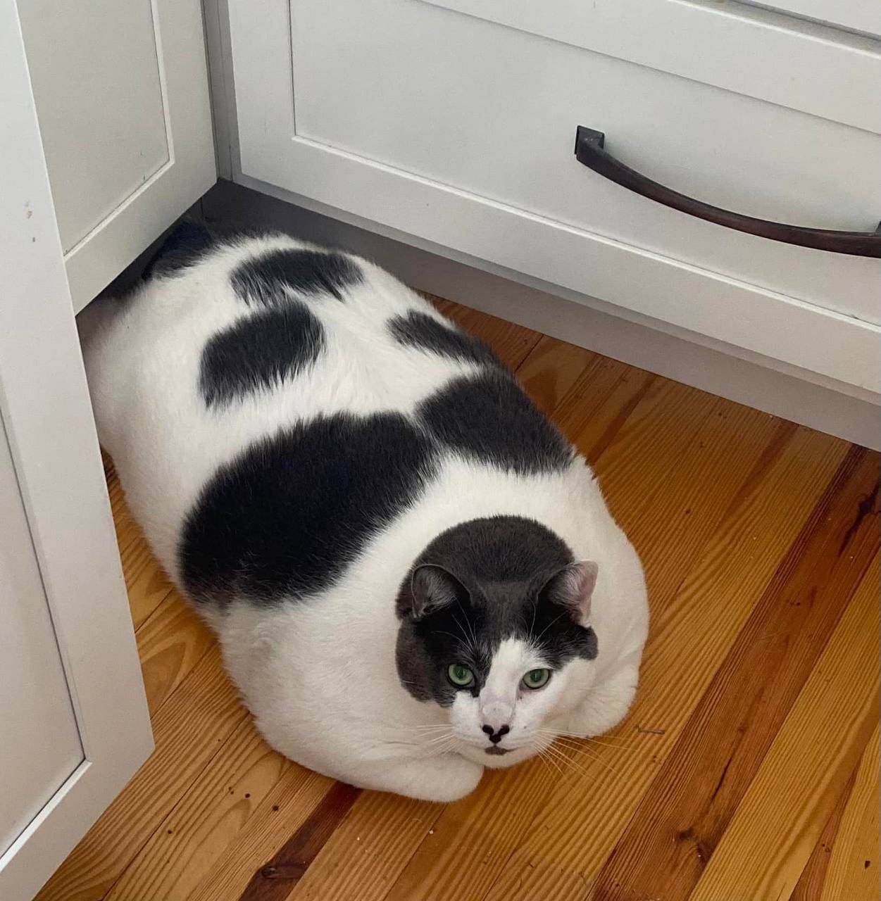 Самый толстый кот