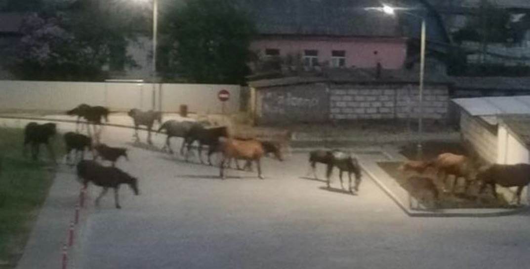 Вчера вечером по Могилеву гуляло более десятка лошадей