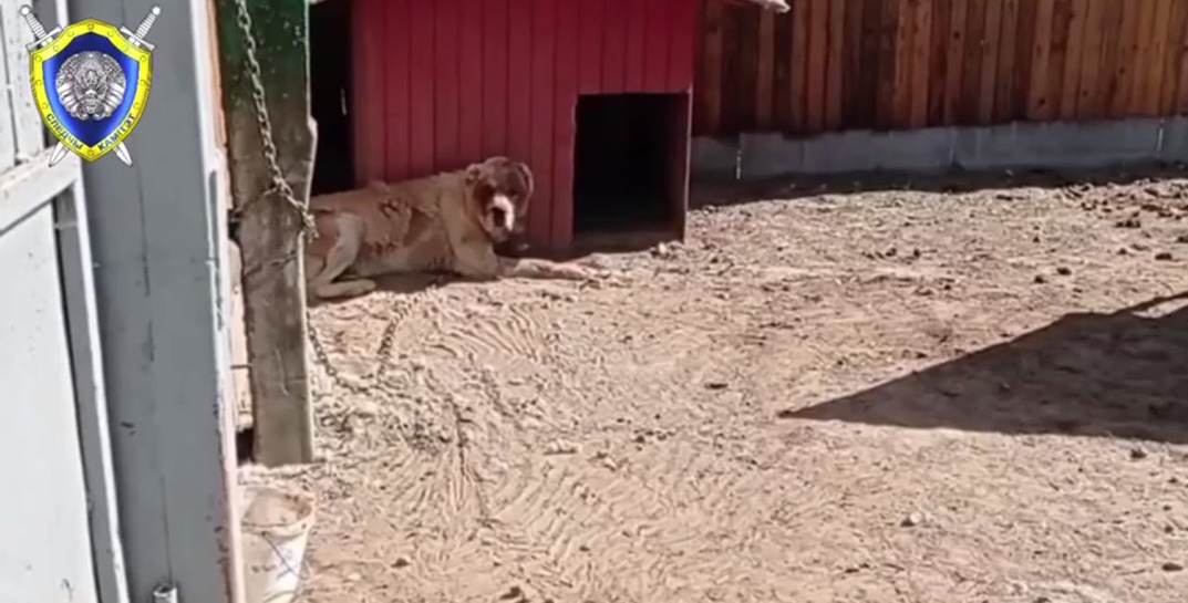 В Бобруйском районе алабай насмерть загрыз женщину