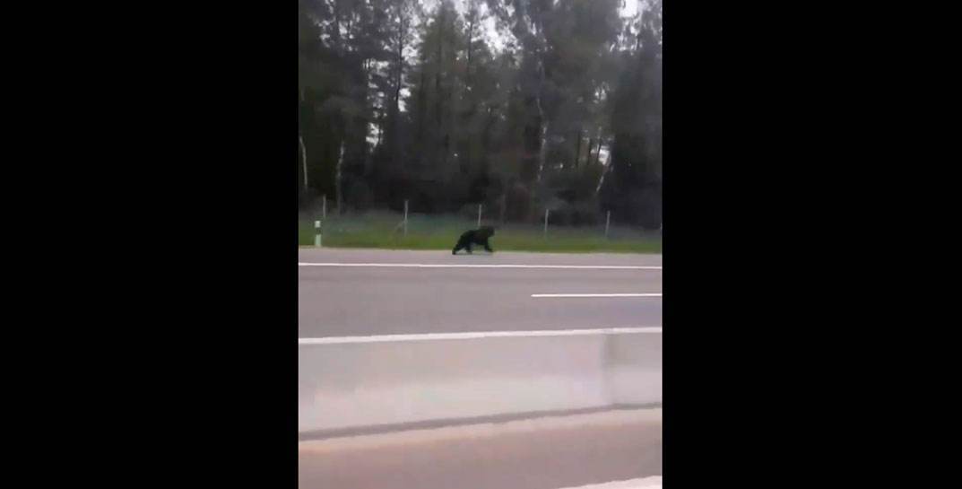 «Обалдеть!»: медведя, бегущего по трассе М6, снял на видео дальнобойщик под Лидой. Куда же бежал косолапый?