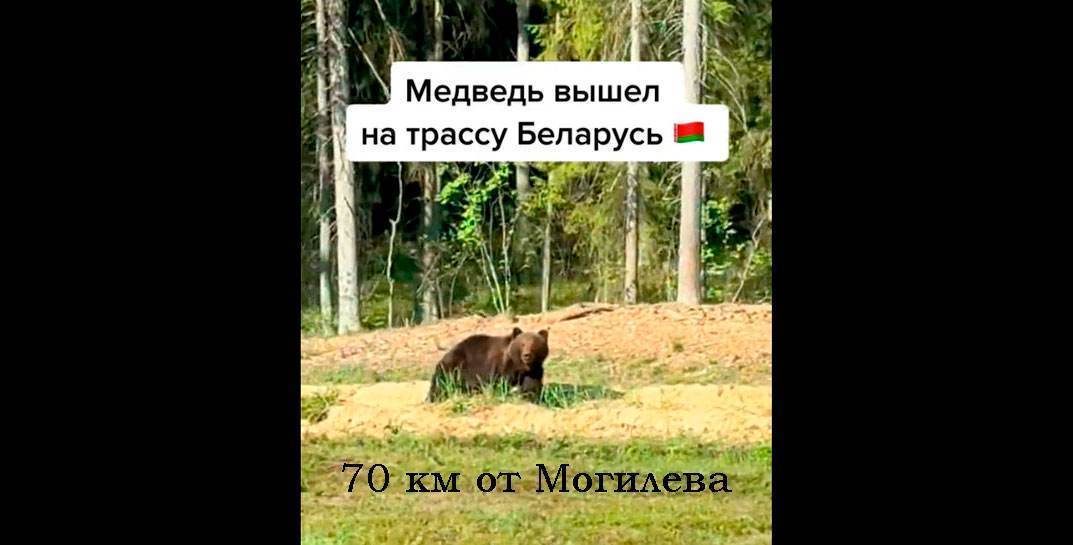 Опять медведь на дороге. В 70 км от Могилева автомобилист снял на видео, как мишка неспеша прогуливается вдоль леса