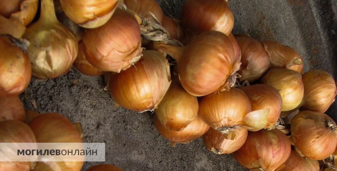 Как изменились цены на овощи с начала года — посмотрели статистику