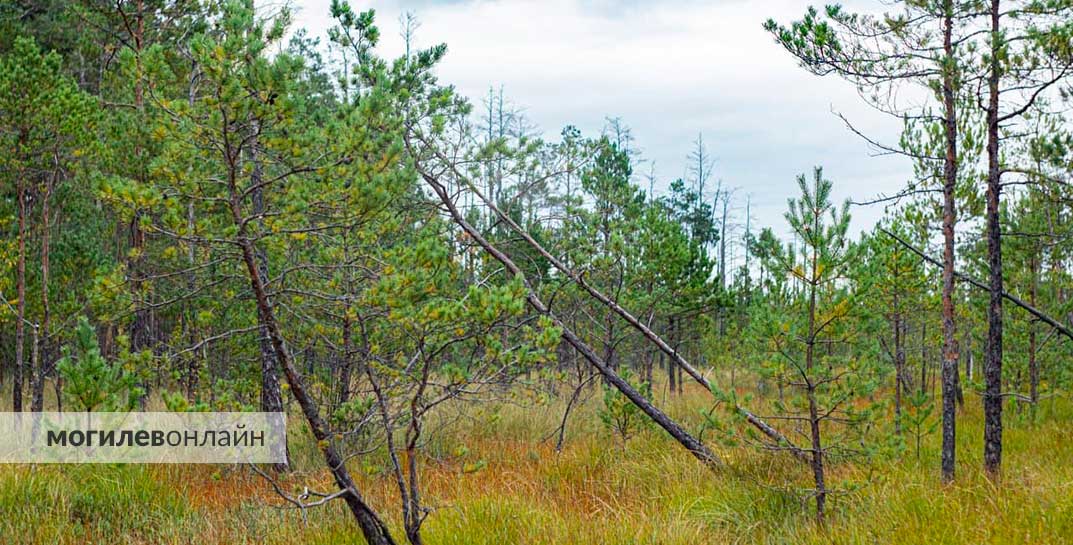 Госконтроль нашел нарушения в лесной отрасли Могилевской области — возбуждено 9 уголовных дел, к дисциплинарной ответственности привлекли более 100 человек