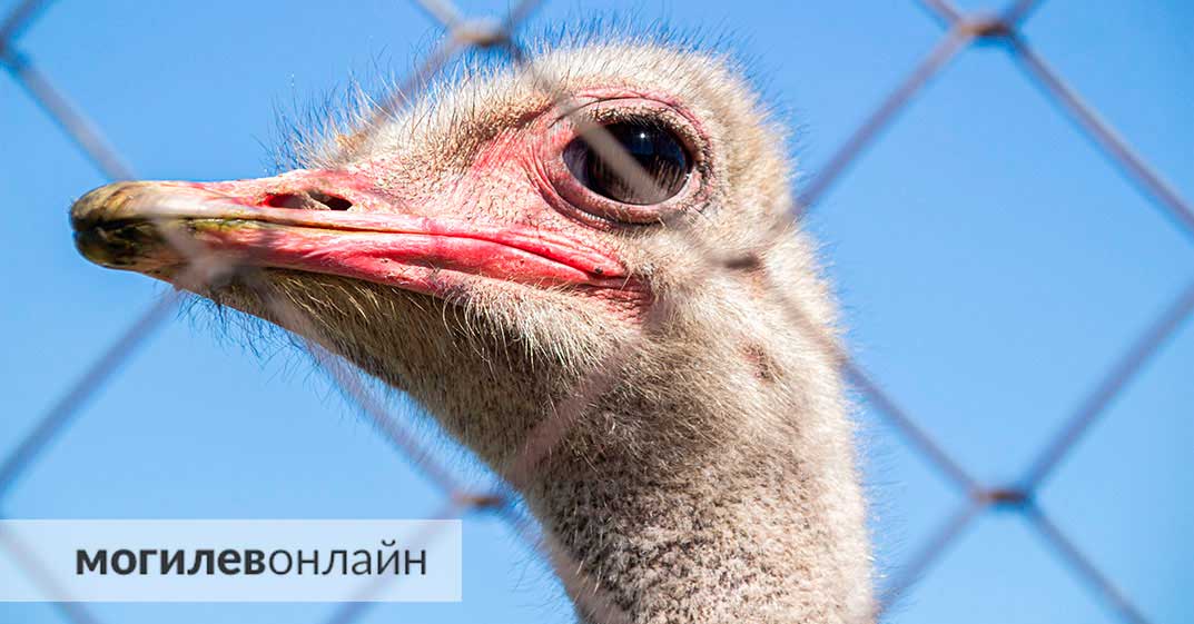 В Могилевском зоосаде установили новые арт-объекты. Мы на них посмотрели — ну и мимо животных пройти не смогли