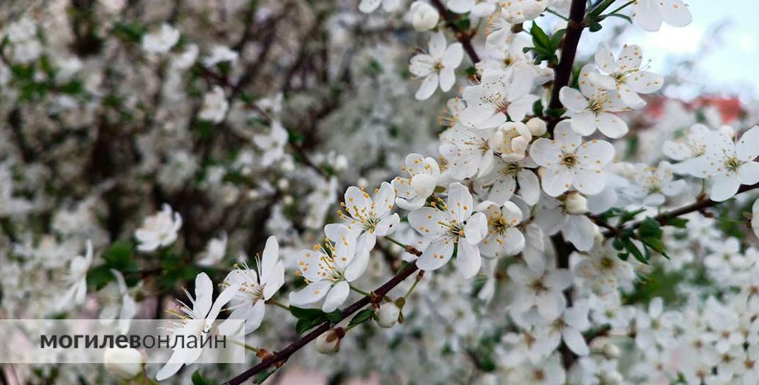 Прохладно, но ни одного дождя. Погода в Могилеве на длинные выходные