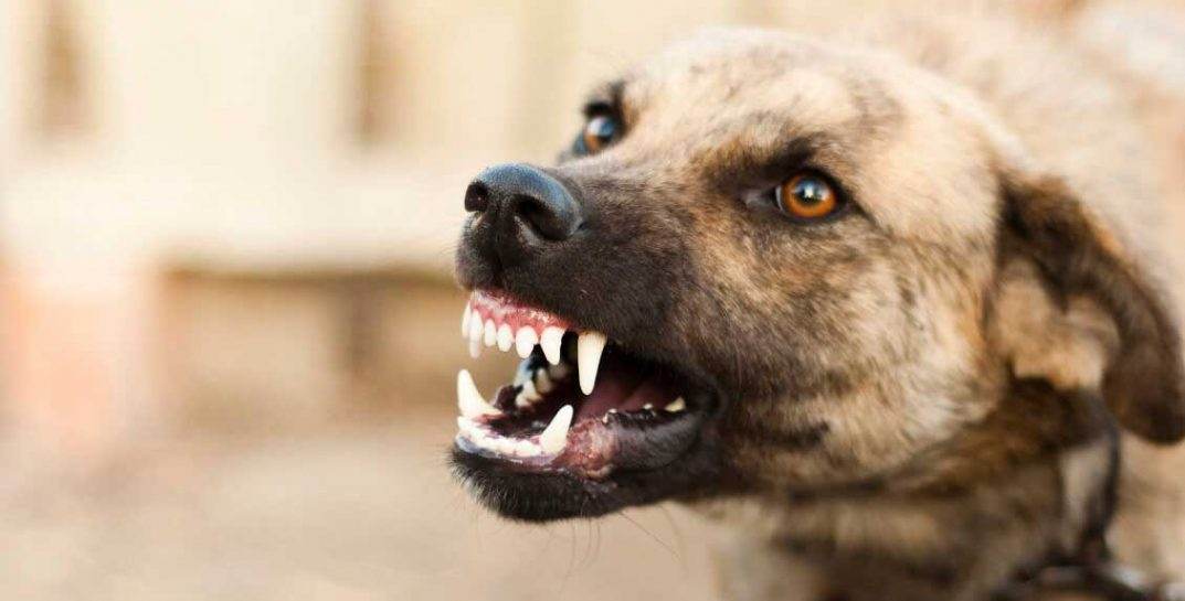 Житель Жодино не ладил с домашними собаками, одна сильно укусила его. Сразу по возвращению из больницы псы загрызли мужчину