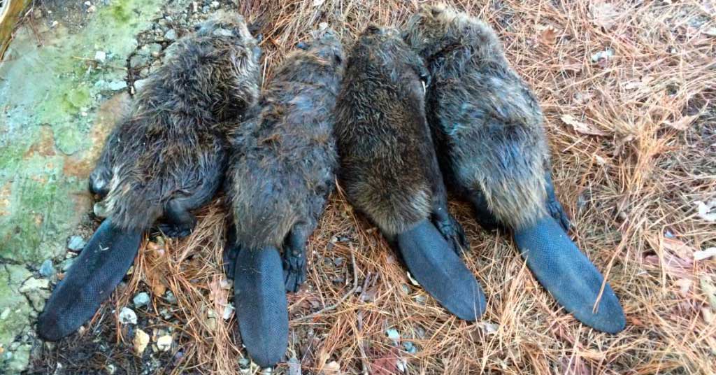 Житель Быховского района нашел тушки мертвых бобров и хотел скормить собаке. За это он получил большой штраф и год домашней химии