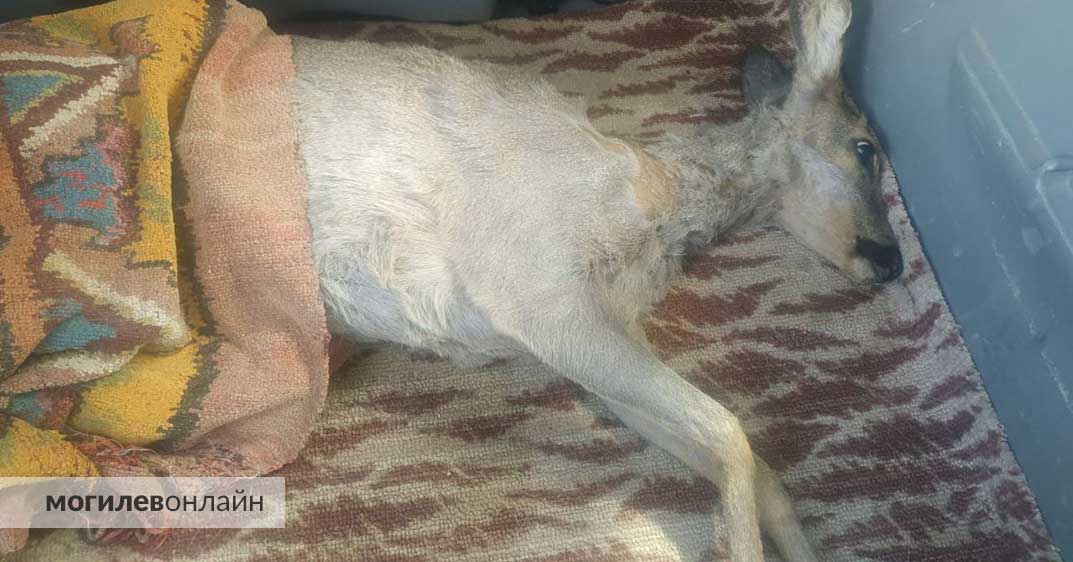В Могилеве спасли застрявшую в заборе косулю